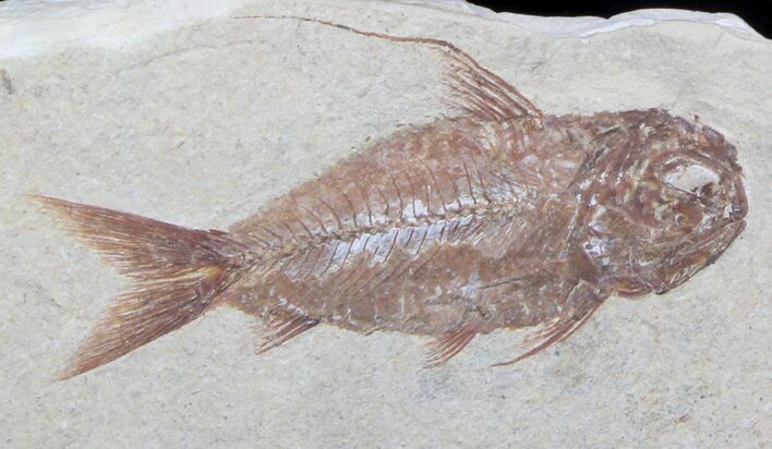 Detailed Nematonotus Fossil Fish - Lebanon #36946